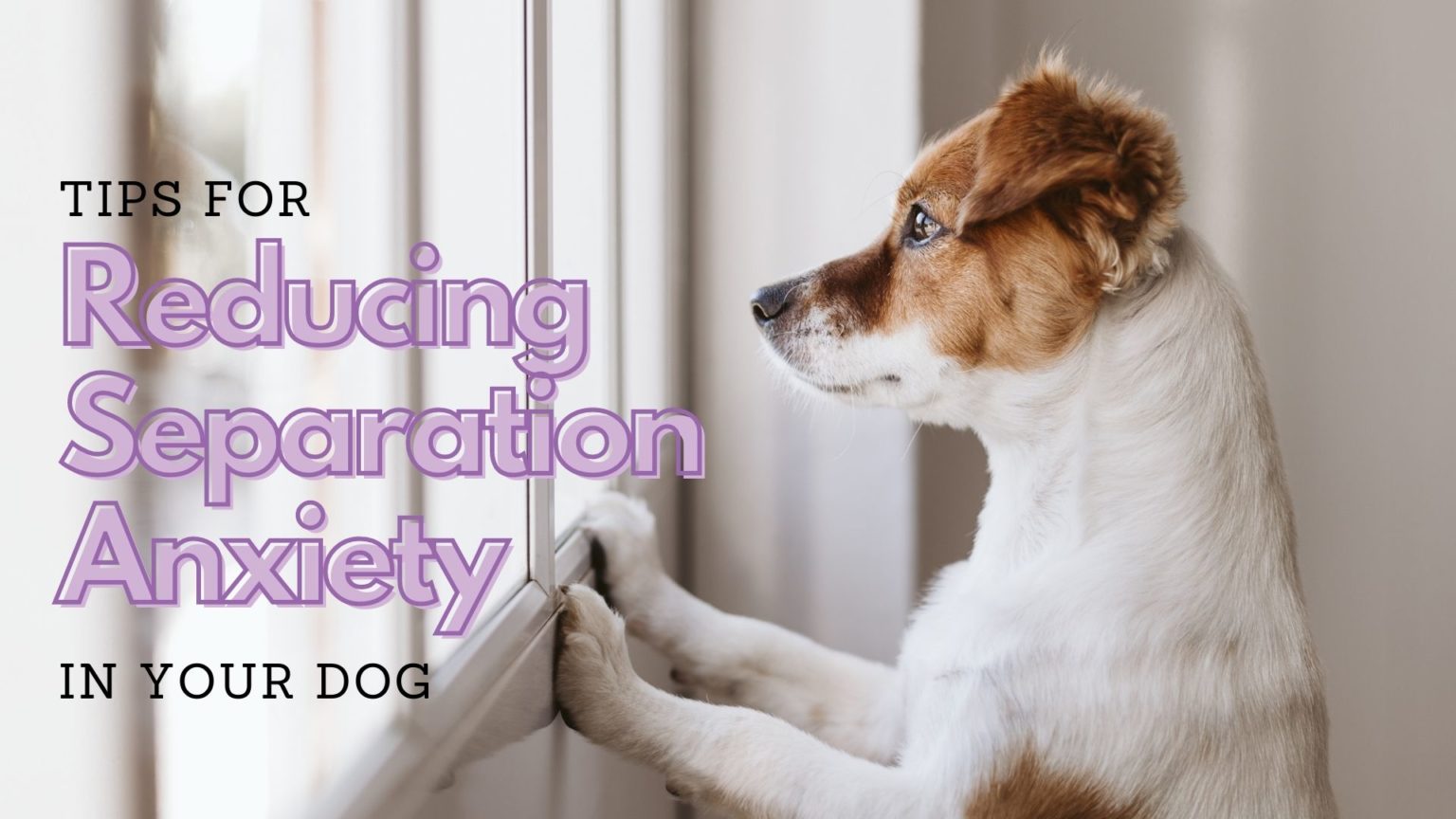 How To Reduce Separation Anxiety In Your Dog - A.R.F.-Animal Rescue ...