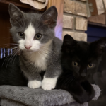 A gray and white kitten is lying across a black kitten