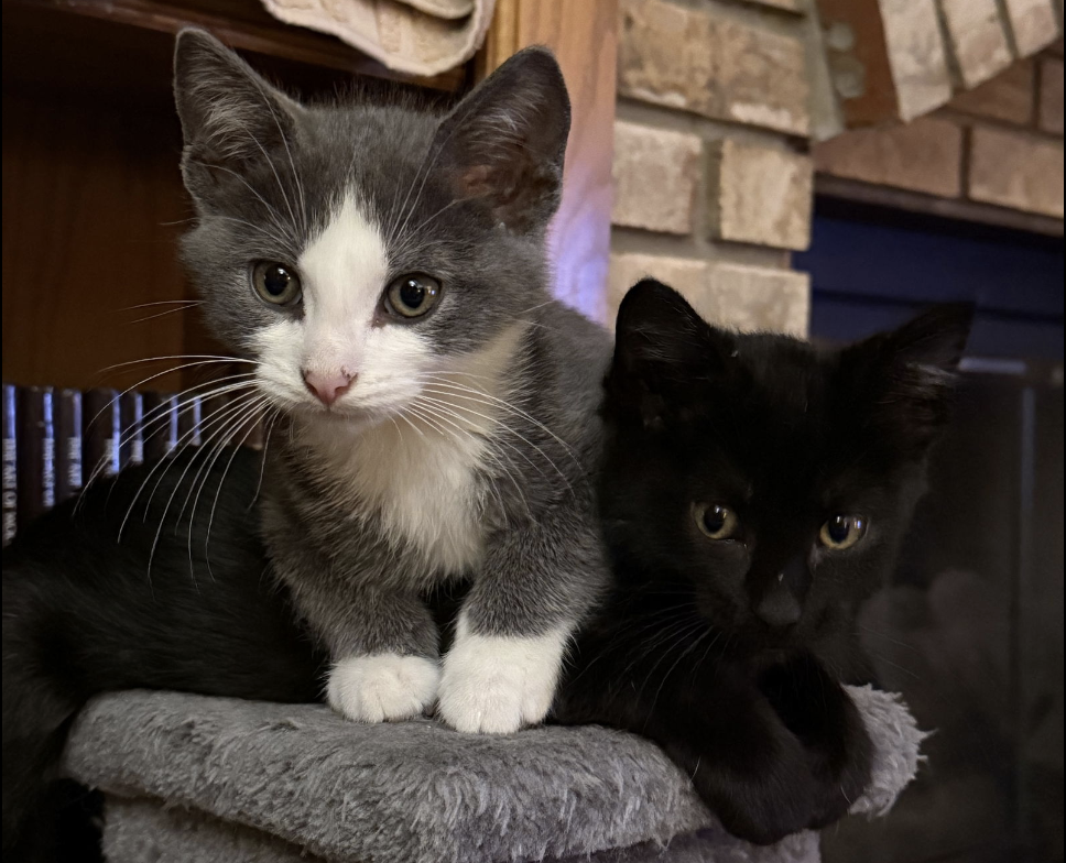 A gray and white kitten is lying across a black kitten